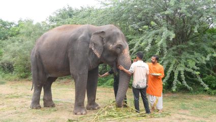 Kolhapur Madhuri Elephant: आर्थरायटिस अन् पायांच्या गंभीर समस्यांवर मात; विशेष उपचारांनंतर माधुरी पुन्हा कोल्हापूरच्या मायभूमीत