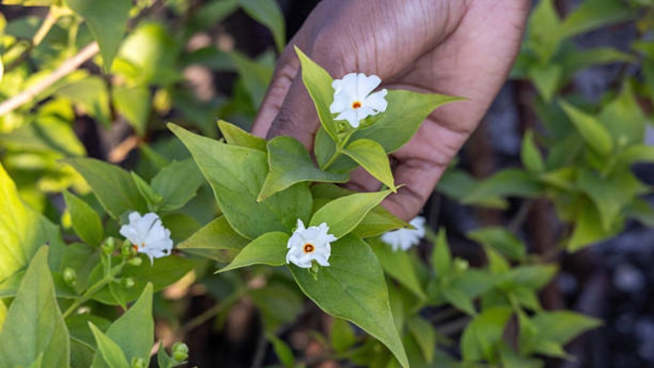 पावसाळ्यातील साथीच्या आजारांपासून बचाव करण्यासाठी नियमित करा पारिजातकाच्या पानांपासून बनवलेल्या काढ्याचे सेवन