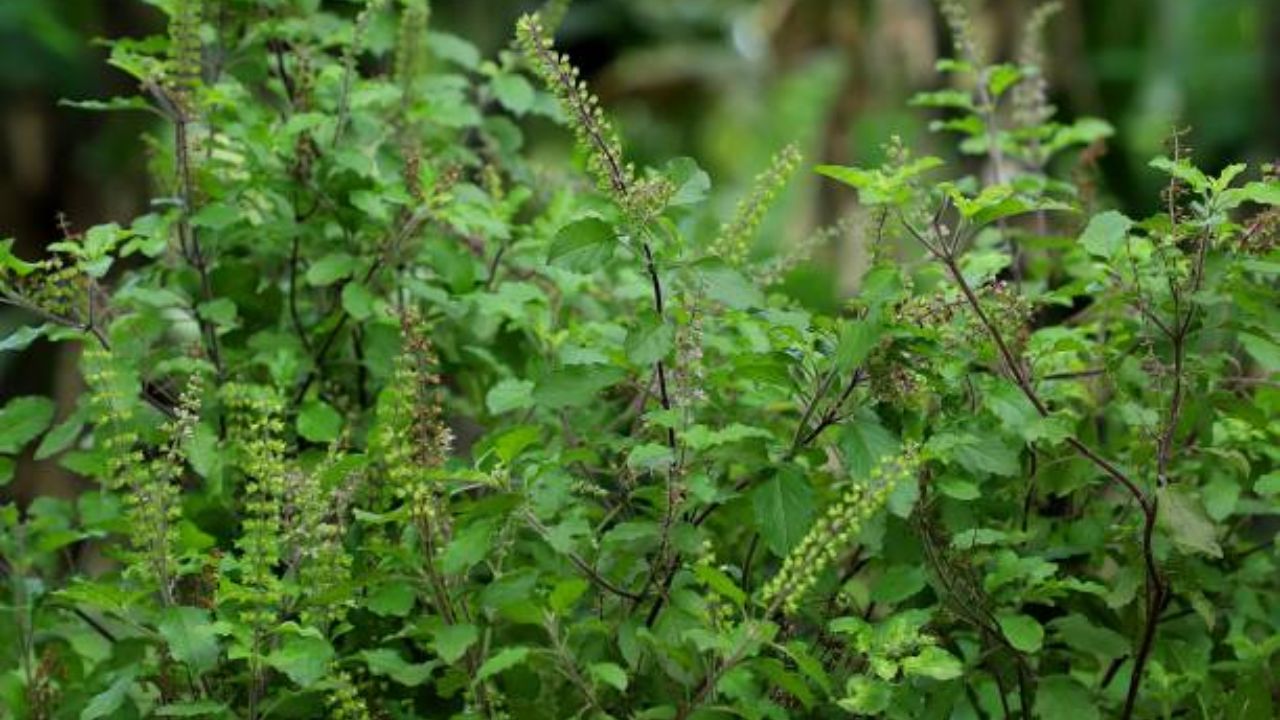 Gardening Tips: तुळशीचे रोप वारंवार सुकून जातंय? ‘या’ पद्धतीने घ्या तुळशीच्या रोपाची काळजी, कायमच राहील हिरवीगार