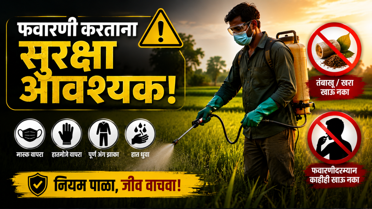 Bhandara News: फवारणीच्या विषबाधेने मृत्यू नाही; दोन शेतकरी किरकोळ अस्वस्थ! कृषी विभागाने केले फवारणीचे योग्य नियोजन