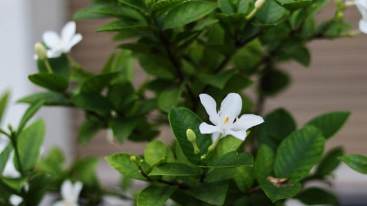 पारिजातकाच्या पानांमध्ये खूप जास्त प्रमाणात अँटिऑक्सिडंट्स असते, ज्यामुळे शरीरातील विषारी घटक बाहेर पडून जातात आणि रोगप्रतिकारशक्ती सुधारण्यास मदत होते. 