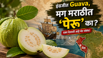 इंग्रजीत Guava, मग मराठीत ‘पेरू’ का? आपण खातो त्या ‘पेरू’ फळाचा थेट संबंध आहे एका देशाशी! वाचा याचा रंजक इतिहास!