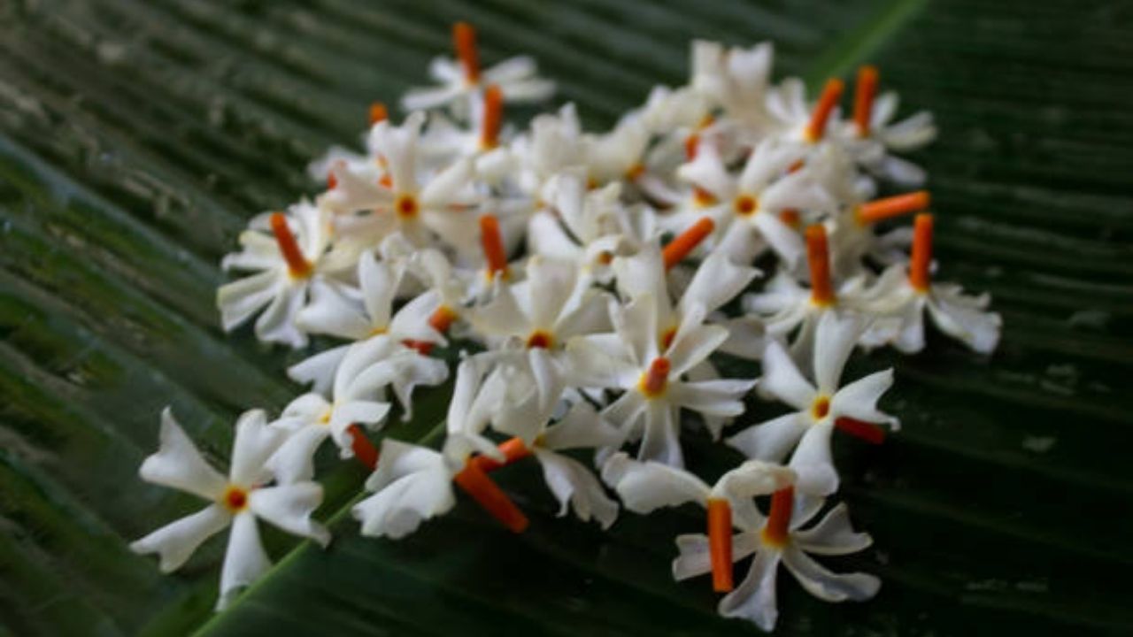 पारिजातकाच्या पानांचा वापर पारंपरिक वैद्यकीय उपचारांमध्ये सुद्धा केला जातो. रक्तात वाढलेली साखरेची पातळी नियंत्रणात ठेवण्यासाठी पारिजातकाच्या पानांचे सेवन केले जाते. 