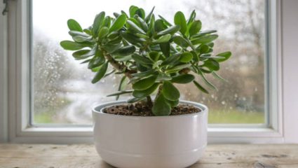 Vastu Tips Jade Plant: जेड प्लांट पिवळा पडला असेल तर दुर्लक्ष करू नका; ‘या’ उपायांनी रोपाची घ्या काळजी