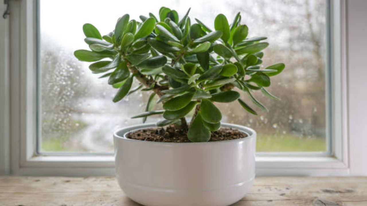 Vastu Tips Jade Plant: जेड प्लांट पिवळा पडला असेल तर दुर्लक्ष करू नका; ‘या’ उपायांनी रोपाची घ्या काळजी