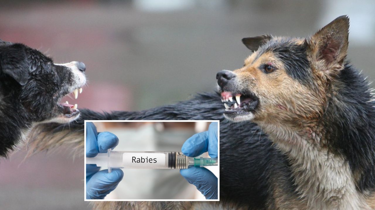 World Rabies Day: कुत्रा किंवा कोणताही प्राणी चावल्यास घाबरू नका, ‘या’ 5 गोष्टी त्वरित करा; वाचू शकतो जीव