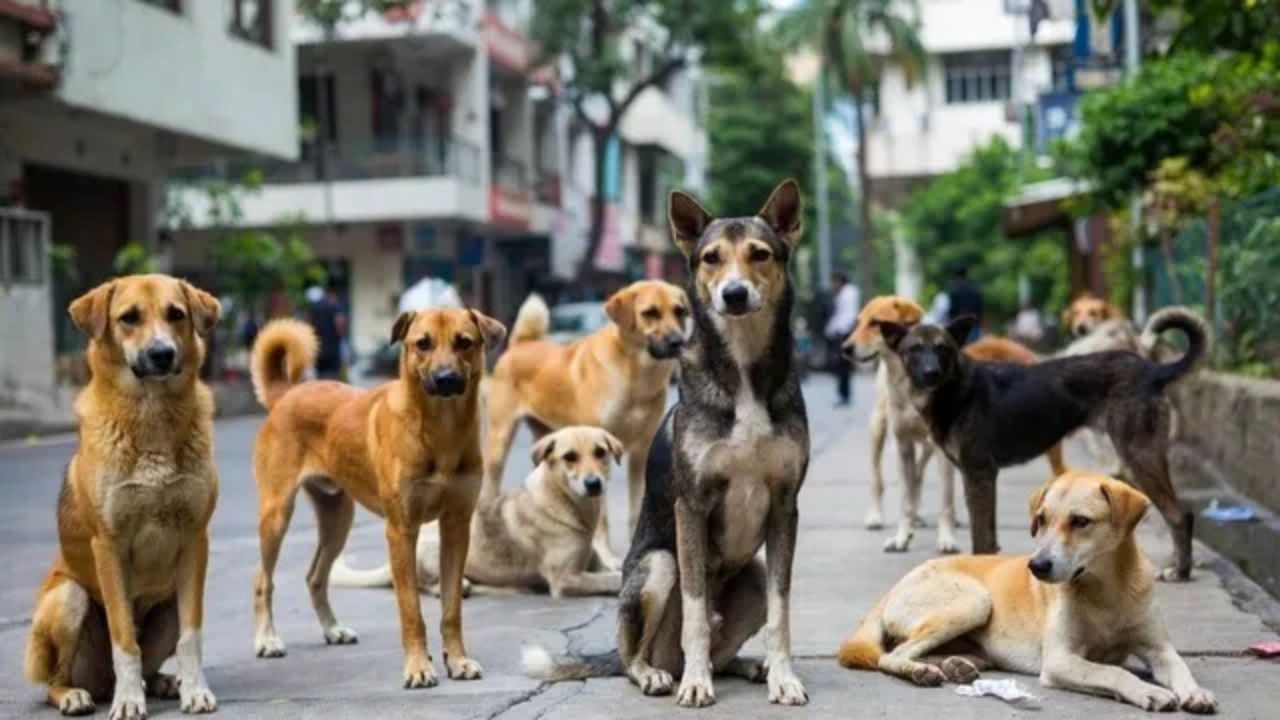 Rabies: कुत्र्याने चावलं नाही, फक्त चाटलं… तरी रेबीजचा धोका? जाणून घ्या धक्कादायक सत्य