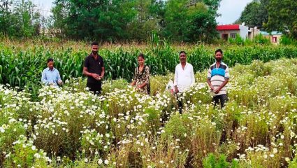 ऐन गणेशोत्सवातही फुलांचे भाव कोमेजले; अपेक्षेप्रमाणे बाजारभाव मिळत नसल्याने शेतकरी अडचणीत