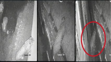 Leopard News: CCTV मध्ये धडकी भरवणारे दृश्य! घराभोवती बिबट्याच्या फेऱ्या, रात्री घराबाहेर पडायचं कसं? गुहागरच्या काजळी गावात थरार