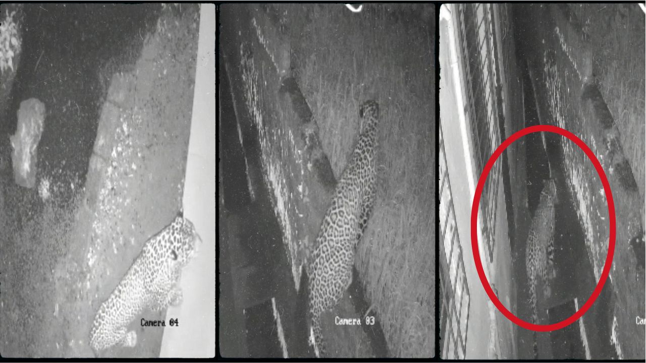 Leopard News: CCTV मध्ये धडकी भरवणारे दृश्य! घराभोवती बिबट्याच्या फेऱ्या, रात्री घराबाहेर पडायचं कसं? गुहागरच्या काजळी गावात थरार