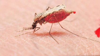 malaria patients in Mumbai : मुंबईत मलेरियाच्या रुग्णांची संख्या 09 हजारांच्या वर, इतक्या टक्क्यांनी वाढले रुग्ण
