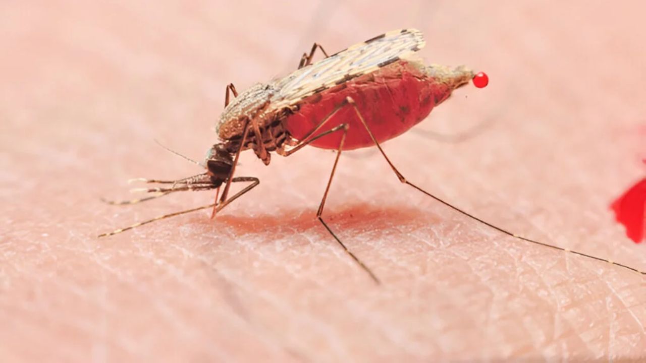 malaria patients in Mumbai : मुंबईत मलेरियाच्या रुग्णांची संख्या 09 हजारांच्या वर, इतक्या टक्क्यांनी वाढले रुग्ण