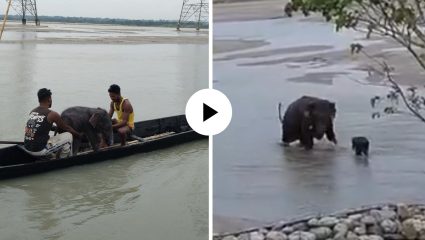 तीस्ता नदीत पाण्याच्या तीव्र प्रवाहात वाहून गेले हत्तीचे पिल्लू; वन विभाग अन् मच्छीमारांनी घडवून दिली आईशी भेट, Video Viral