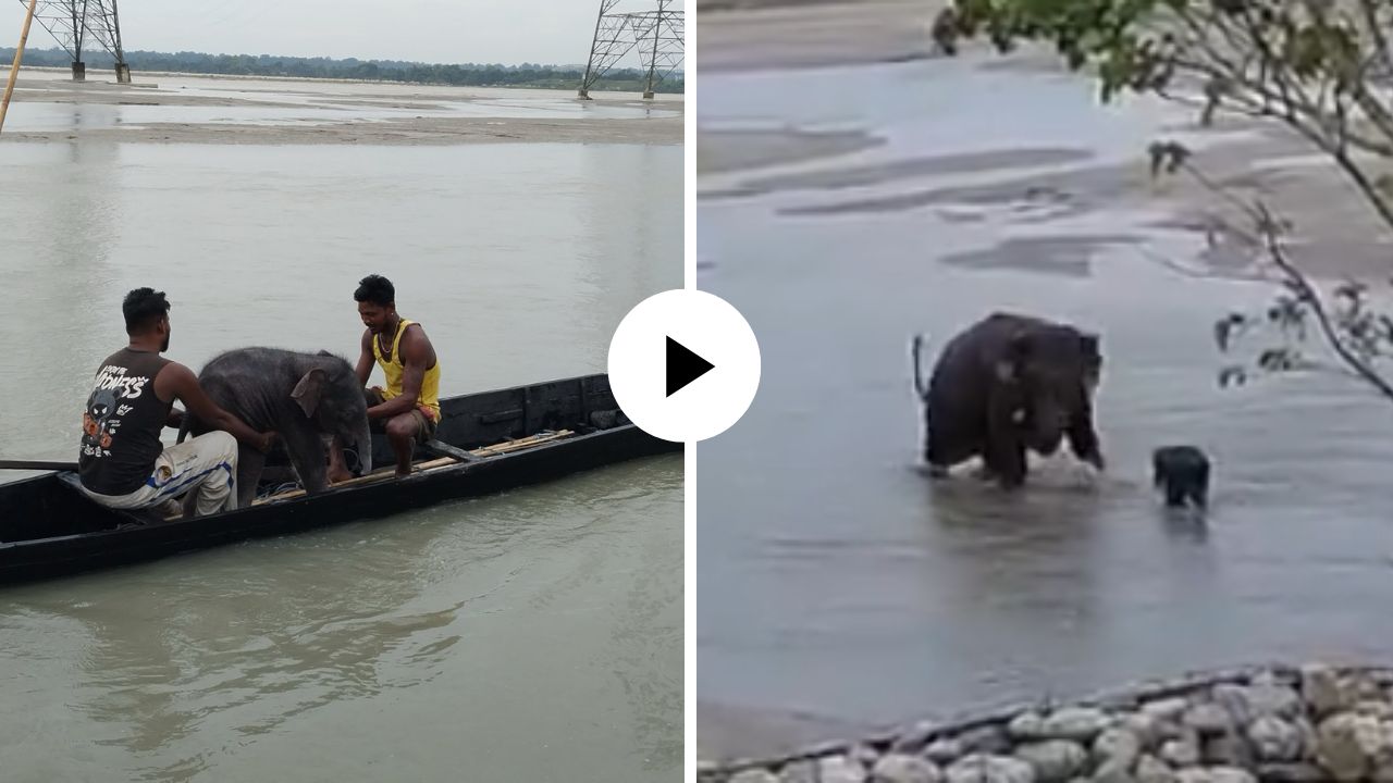 तीस्ता नदीत पाण्याच्या तीव्र प्रवाहात वाहून गेले हत्तीचे पिल्लू; वन विभाग अन् मच्छीमारांनी घडवून दिली आईशी भेट, Video Viral