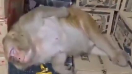 आज भावाची पार्टी! रांचीत दारूच्या दुकानात माकडाची सरप्राईज एंट्री, बाटलीतून दारू पिऊन थेट दुकानातच घेतलं झोपून… Video Viral
