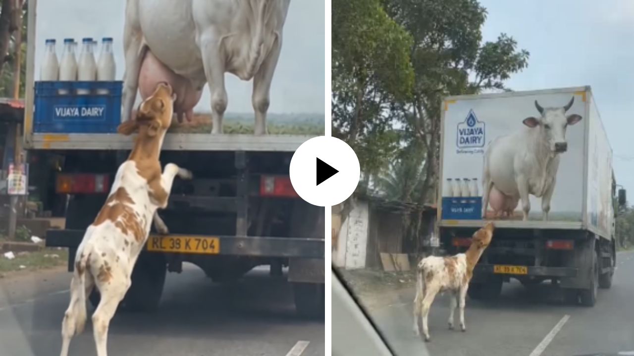 भूकेपुढे मेंदू निष्फळ! पेंटिंगलाच खरी गाय समजू लागले वासरू; दूध पिण्यासाठी पुढे आलं अन् दृष्ये पाहून यूजर्सचे डोळे पाणावले
