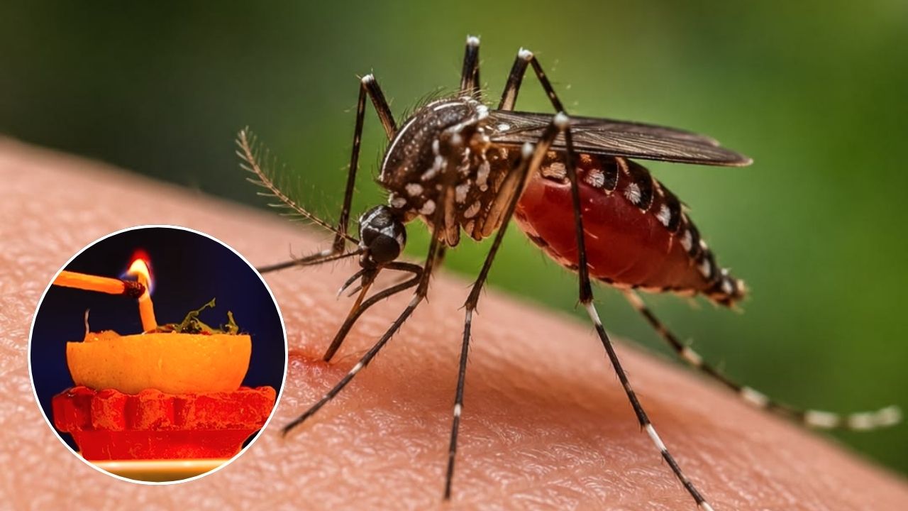 डासांचा करायचाय नायनाट! लिंबाचे साल फेकून देण्याऐवजी त्याचा असा करा वापर; घरगुती उपायाने सर्व डास होतील छुमंतर