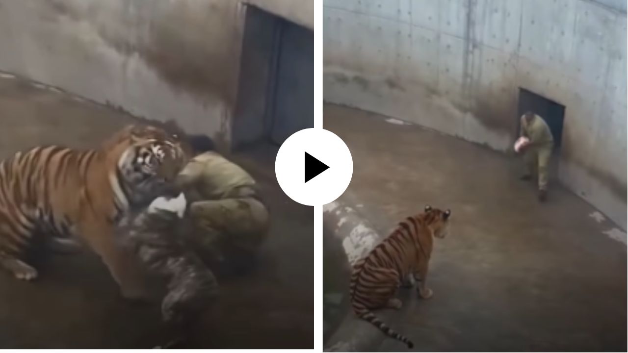 वाघाने केला माणसावर जीवघेणा हल्ला; शूर कुत्र्याने प्राणाची बाजी लावून वाचवला मालकाचा जीव, काळजाचा ठोका चुकवणारा Video Viral
