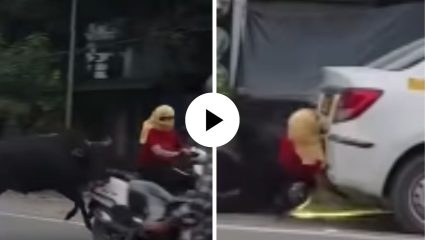 बैलाने मारली जोरदार धडक! स्कूटीवरून रस्त्यावर कोसळली तरुणी; थेट कारवर आदळले डोके,अपघाताचा Video Viral