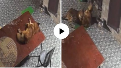 झोपलेल्या कुत्र्यावर बिबट्याने केला जीवघेणा हल्ला, २५ सेकंद सुरु होता थरार अन् अखेर श्वानाने शिकाऱ्यालाच लावले पळवून; Video Viral