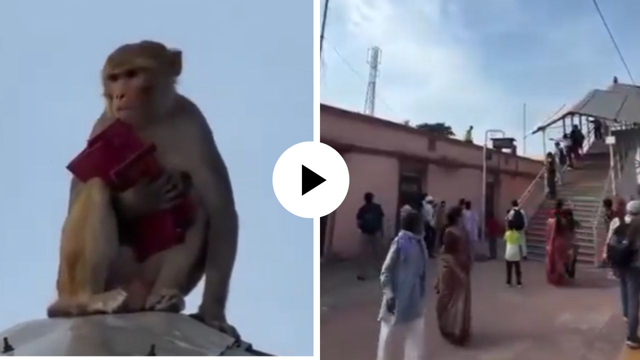 वानर बनला ‘रॉबिनहूड’! महिलेची पर्स हिसकावून चढला छतावर, अन् स्टेशनवर सुरू झाला पैशांचा पाऊस; Video Viral