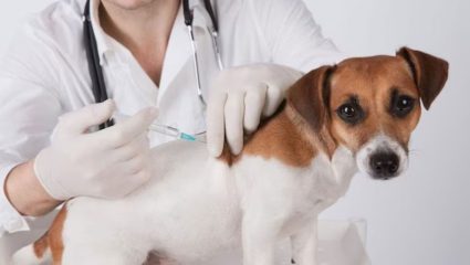 Anti-rabies awareness : रेबीजविरोधी जनजागृती; २ हजार माहितीपत्रकांचे वाटप, नेरळमधील विद्यार्थ्यांची सायकल रॅली