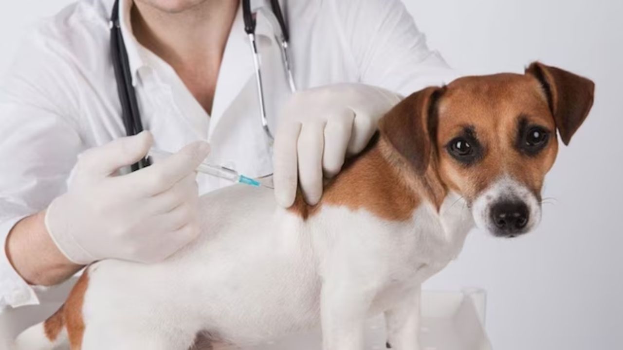 Anti-rabies awareness : रेबीजविरोधी जनजागृती; २ हजार माहितीपत्रकांचे वाटप, नेरळमधिल विद्यार्थ्यांची सायकल रॅली