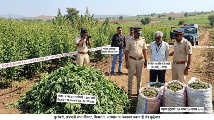 Ganja Farming Case: छत्रपती संभाजीनगरमध्ये गांजाची शेती; 52 लाखांचा मुद्देमाल जप्त, शेतकरी अटकेत