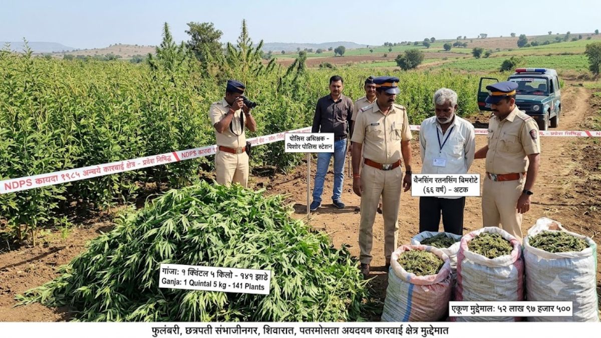 Ganja Farming Case: छत्रपती संभाजीनगरमध्ये गांजाची शेती; 52 लाखांचा मुद्देमाल जप्त, शेतकरी अटकेत
