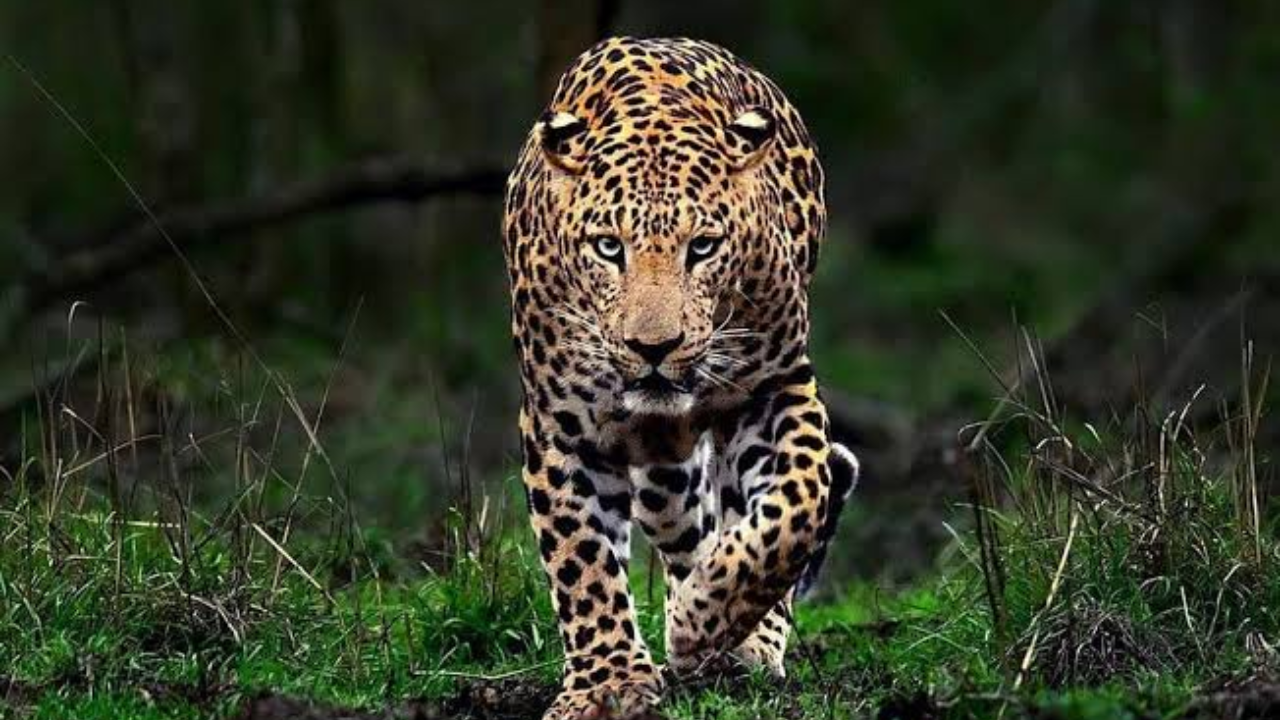 Leopard Attack : मध्यरात्री दबा धरून बसला अन् थेट…! सफाळ्यात बिबट्याच्या हल्ल्याने खळबळ;  ग्रामस्थांमध्ये भीतीचं वातावरण