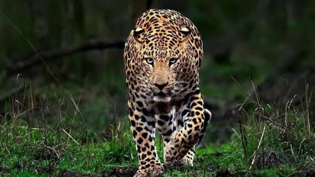 Palghar Leopard Alert : पालघरमध्ये बिबट्याचा वावर! नागरिकांना सतर्कतेचा इशारा, वनविभागाकडून जनजागृती मोहिम