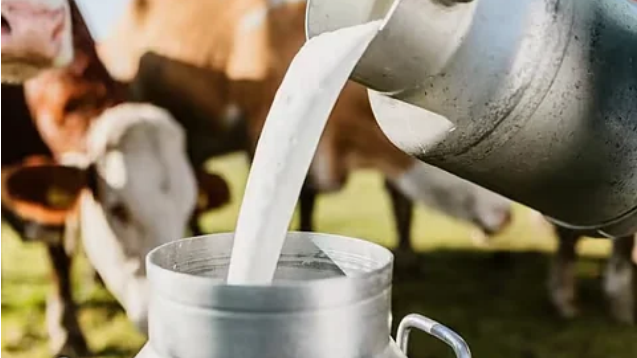 Milk Price Hike : मोठा फटका…1 नोव्हेंबरपासून दूध महागणार! ग्राहकांना प्रति लिटर मोजावे लागणार ‘इतके’ रुपये