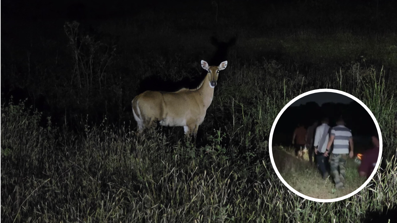 Bhimashankar Wildlife : जंगलात झाडेच उरली नाहीत तर प्राणी कुठे जाणार? भीमाशंकरमधील अंधाधुंद जंगलतोडीमुळे वन्यजीव थेट शेतात