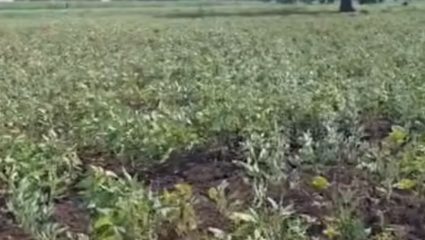 Ahilyanagar Drought: अहिल्यानगरमध्ये दुष्काळाचे भीषण संकट; पिके जळाली, जनावरे विकण्याची शेतकऱ्यांवर वेळ