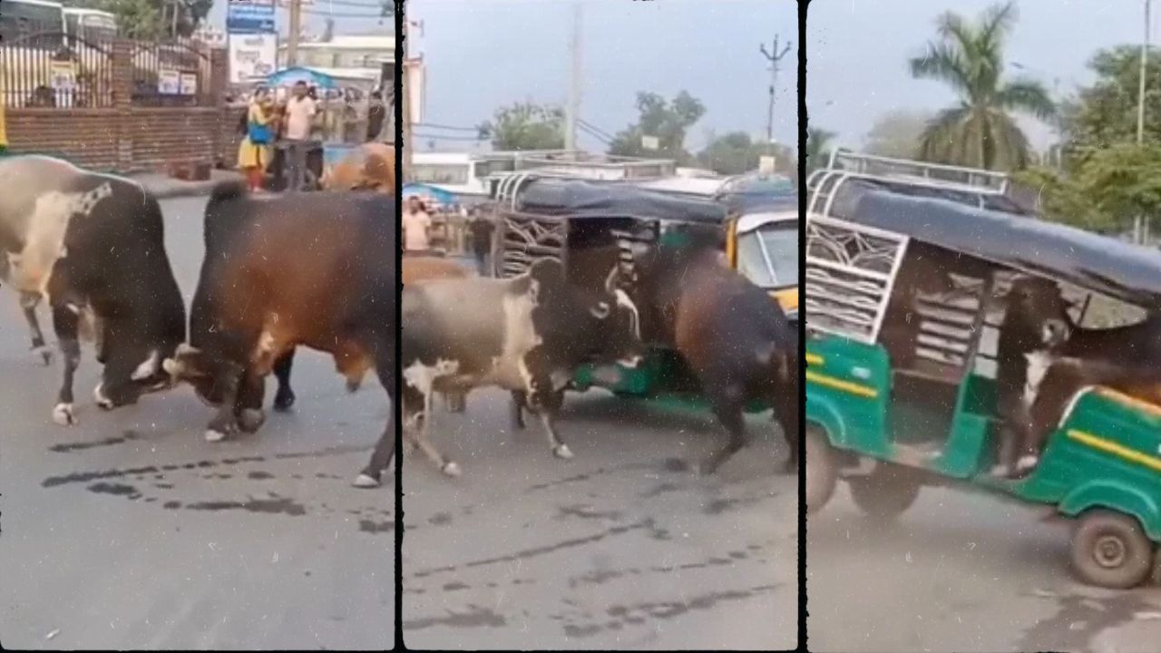 Viral Video: भररस्त्यात दोन बैलांची झुंज, मध्येच आली रिक्षा अन्… पुढे घडले भयानक, VIDEO पाहून थरकाप उडेल