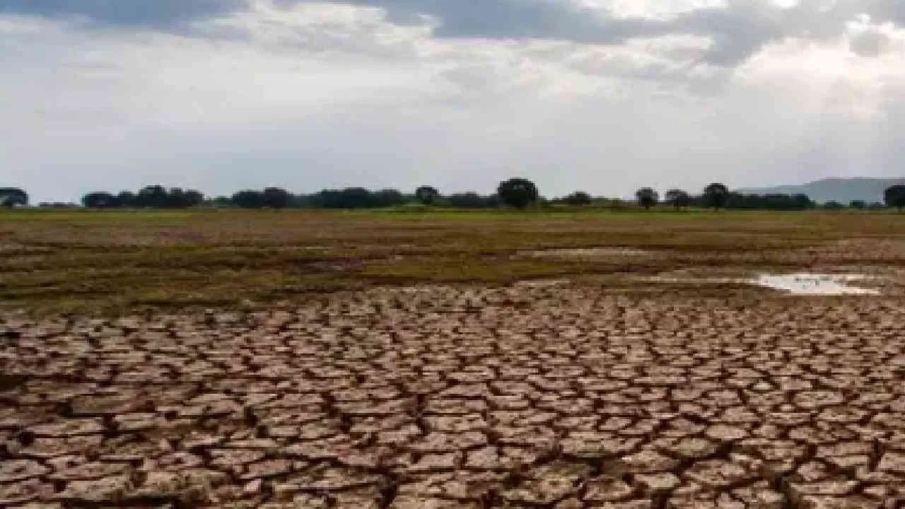 Beed Drought Crisis : पावसाअभावी बीडमध्ये दुष्काळाची तीव्रता वाढली; शेती, चारा आणि पाणीटंचाईचे संकट