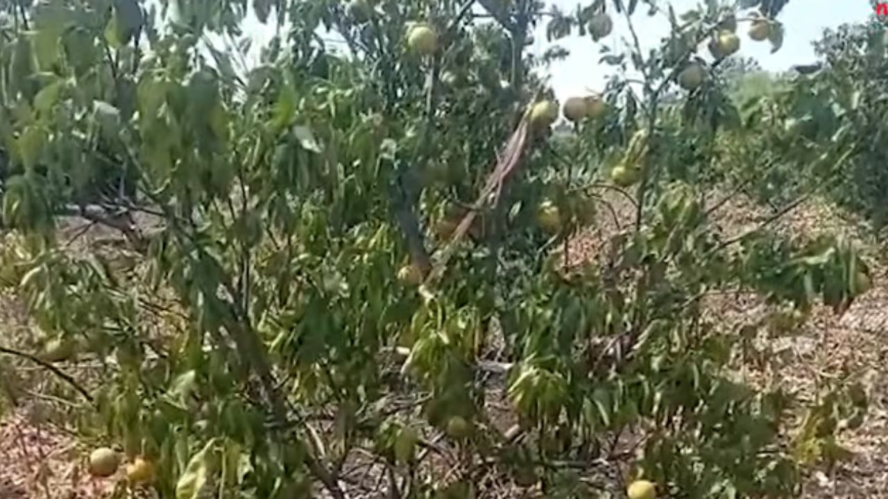 Beed Drought: बीडमध्ये दुष्काळाचा फळबागांना फटका; मोसंबीचा हब असलेल्या शिरसमार्गमध्ये शेतकऱ्यांची बागांवर कुऱ्हाड