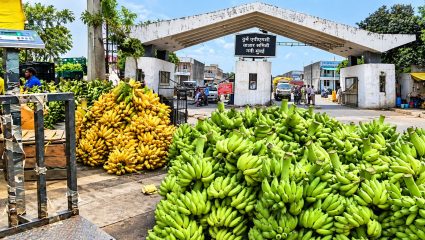 Chemical Ripened Bananas: तुर्भे APMC मध्ये 1,394 किलो रासायनिक पिकवलेली केळी जप्त; ‘इथेफॉन’चा वापर, केमिकलयुक्त केळी कशी ओळखाल