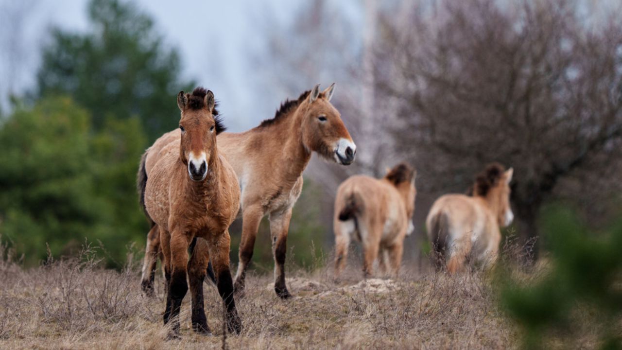 Chernobyl : माणूस गेला अन् घोडे जगले! चेर्नोबिलच्या रेडिएशन क्षेत्रात 31 घोड्यांचा झाला भयानक प्रयोग; आजचे वास्तव काय?