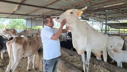 Maharashtra Drought 2026: दुष्काळाची भीषण कुऱ्हाड! ‘आम्हाला सांभाळता येत नाही, तुम्हीच वाचवा’; अश्रू ढाळत शेतकरी सोडतायत गोवंश