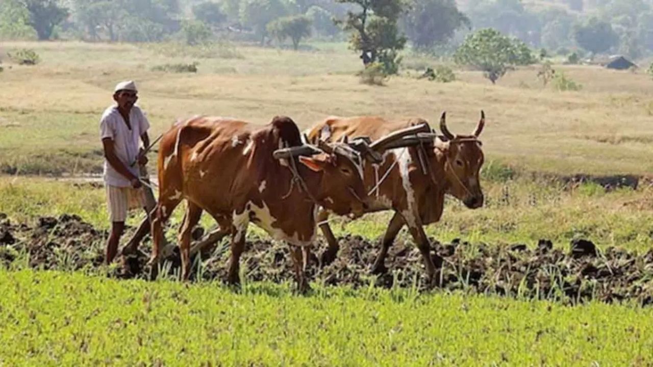 Farmers Are Distressed : पाण्याअभावी नाचनवेल-पिशोर परिसरातील पिके सुकली; बळीराजा चिंतातूर आणि आक्रोश