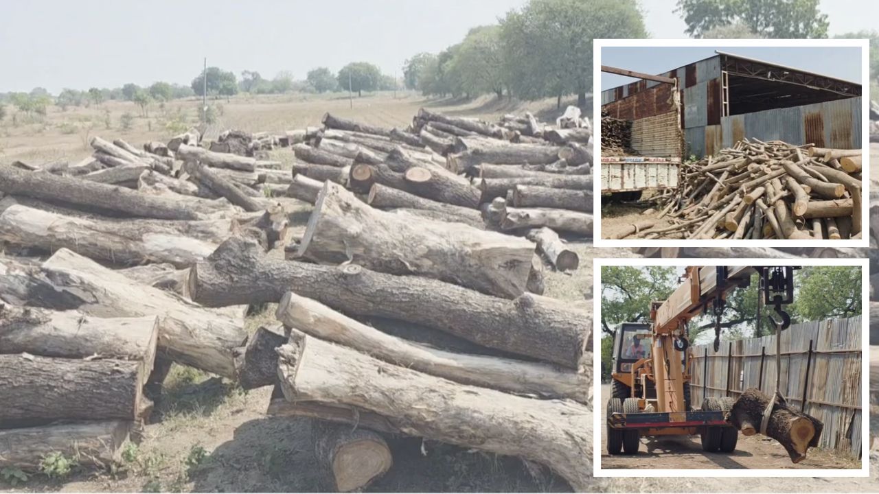 Ahilyanagar News: शेवगावात निसर्गाची क्रूर विटंबना! हजारो झाडांची कत्तल, शेकडो टन लाकूड वखारीत; अधिकाऱ्यांवर कारवाई होणार?