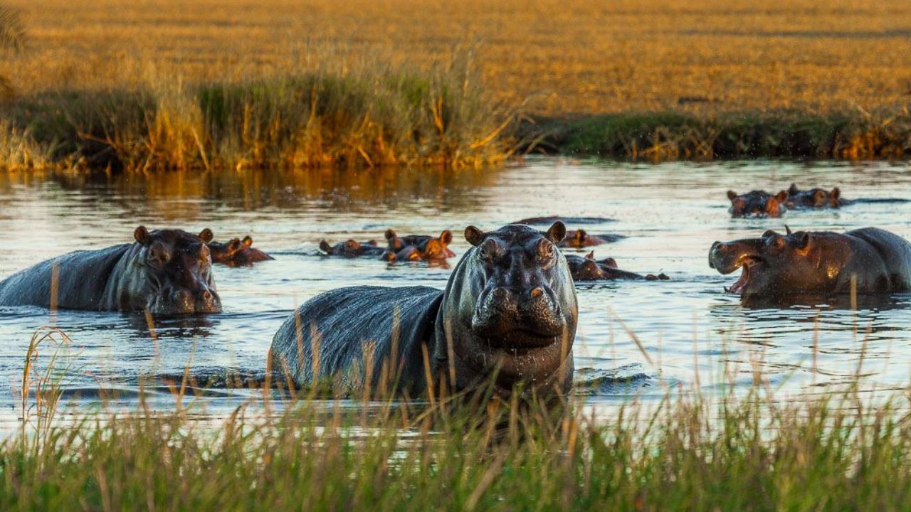 Nature Miracle : दिवसाला 400 किलो सिलिकॉन! जाणून घ्या पाणघोडे कसे बनले नद्यांचे नैसर्गिक रक्षक? वाचा सविस्तर विश्लेषण