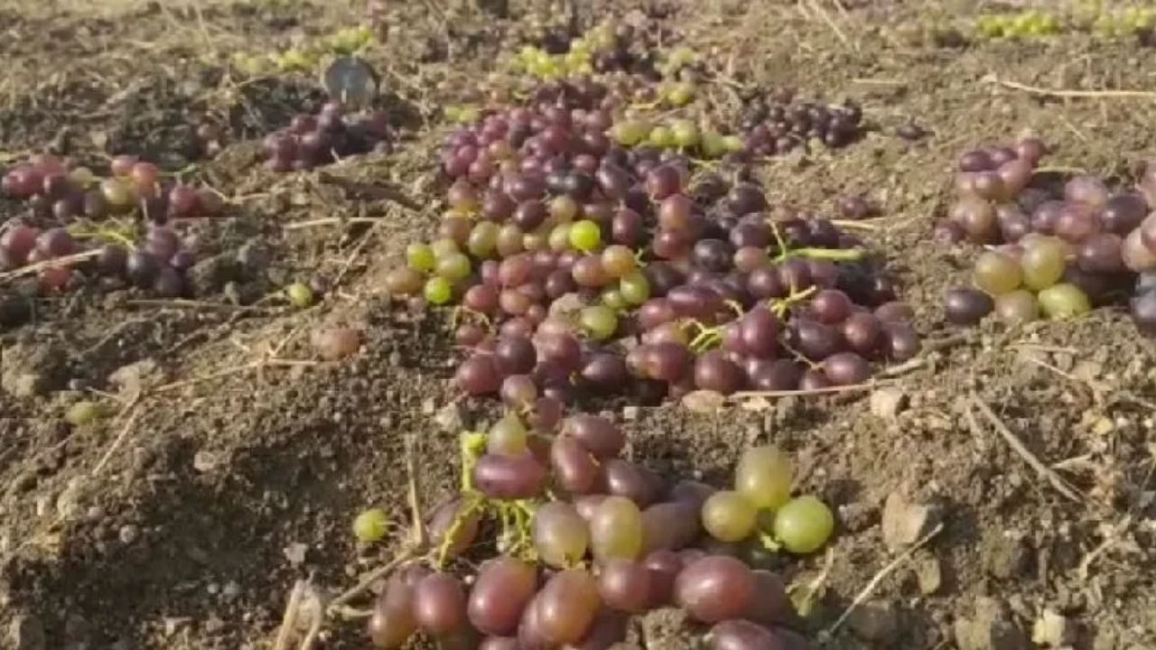 Jalgaon News: डोळ्यांदेखत फळबागा करपल्या; बोदवडच्या शेतकऱ्यांना आता मदतीची आस