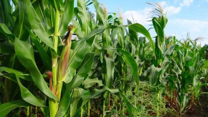 Jalgaon Farmers Face Crisis : मक्याच्या उत्पादनात घट; जळगाव येथील चोपडा तालुक्यातील शेतकऱ्यांवर संकटाची परिस्थिती