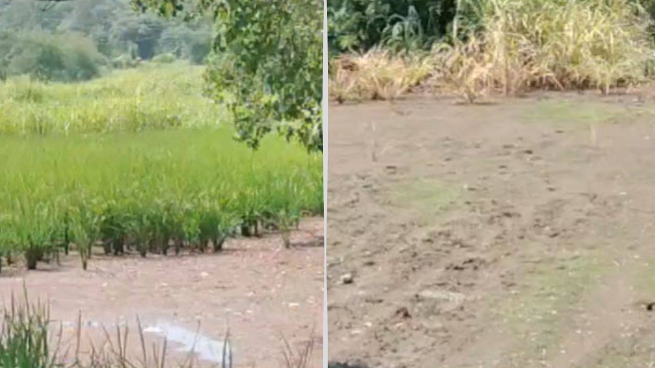 Maharashtra Drought 2026: पावसाने दडी मारली, कर्जतवर दुष्काळाचे सावट; हजारो हेक्टरवरील भातपीक धोक्यात