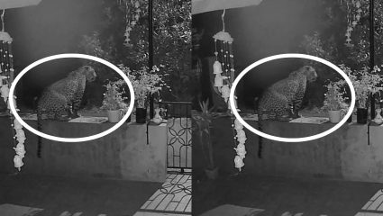 Leopard CCTV Video: बिबट्याची दहशत सुरूच; देवरुखच्या साडवली परिसरातील थरारक दृश्य CCTV मध्ये, तातडीने पिंजरा लावण्याची मागणी