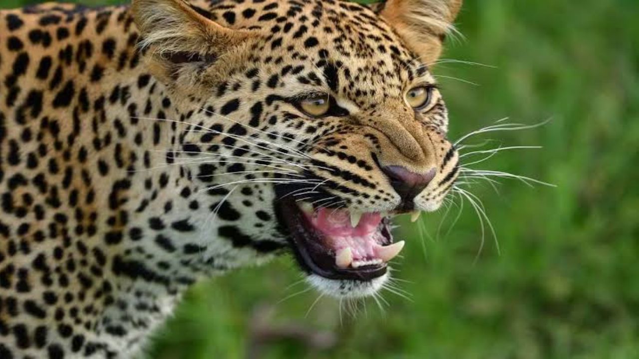 Leopard Attack : बिबट्याच्या हल्ल्यात दोन वर्षाच्या चिमुरड्याचा दुर्दैवी मृत्यू ; न्हाळेवाडीत संतापाची लाट