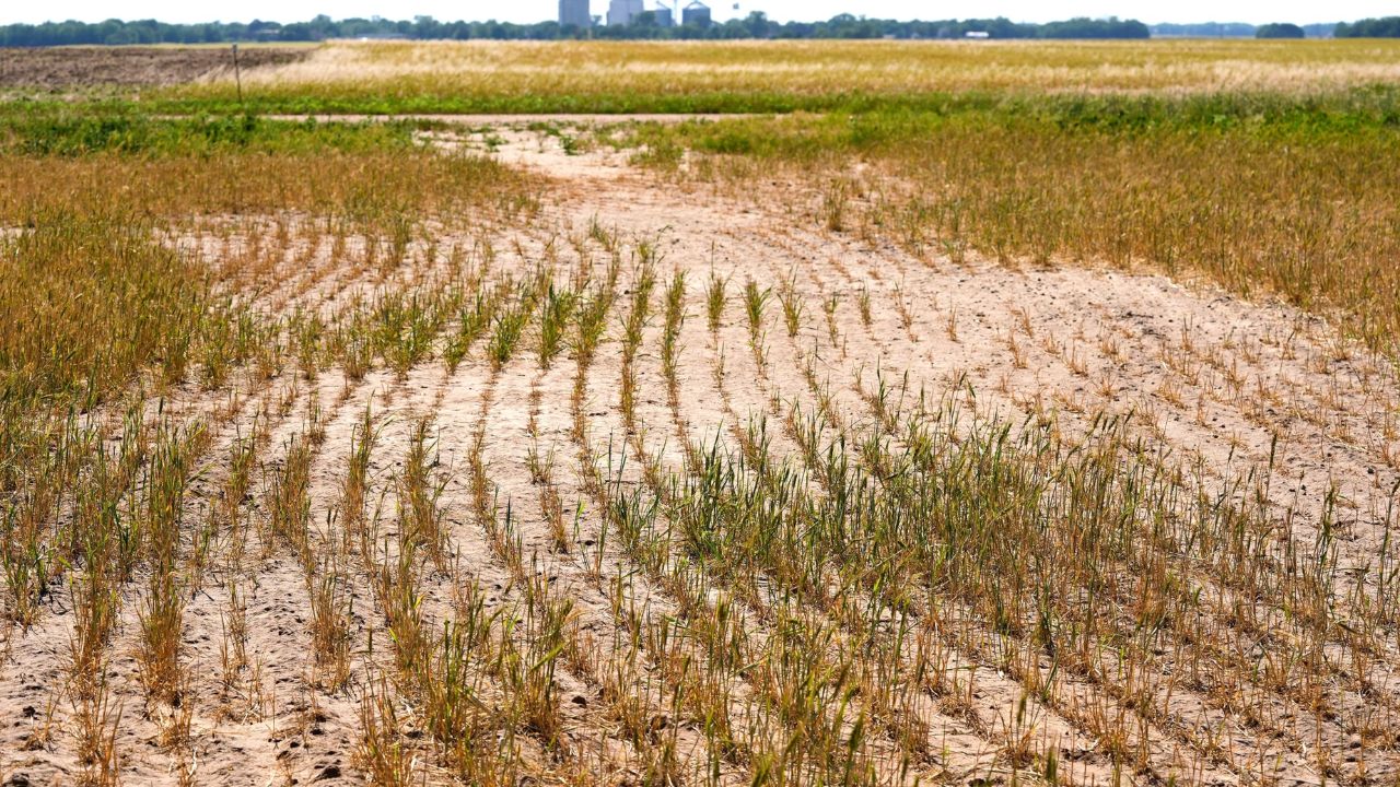 Maharashtra Drought: दुष्काळाच्या यादीबाहेर असूनही पावसाचा दुष्काळ! पुण्यातील ५ तालुक्यांतील ४३ मंडळांत शेतीवर संकट