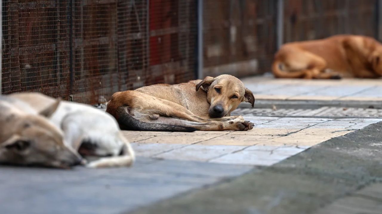 Pune Crime: भटक्या श्वानावरून वाद; पुण्यात दाम्पत्यावर तीक्ष्ण शस्त्राने जीवघेणा हल्ला